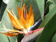 02_Hawaii_2 152.jpg (49884 bytes)